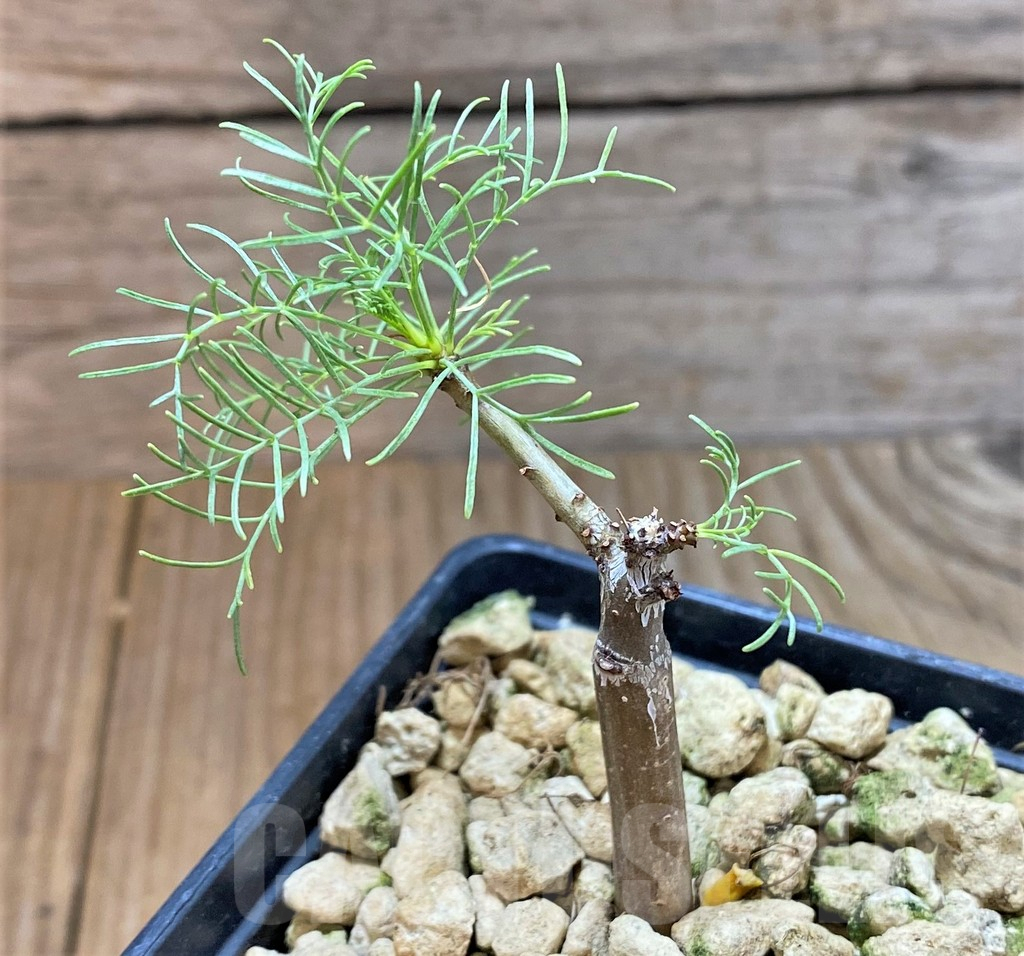 SHPR36811 Commiphora kraeuseliana - Obrázek 2