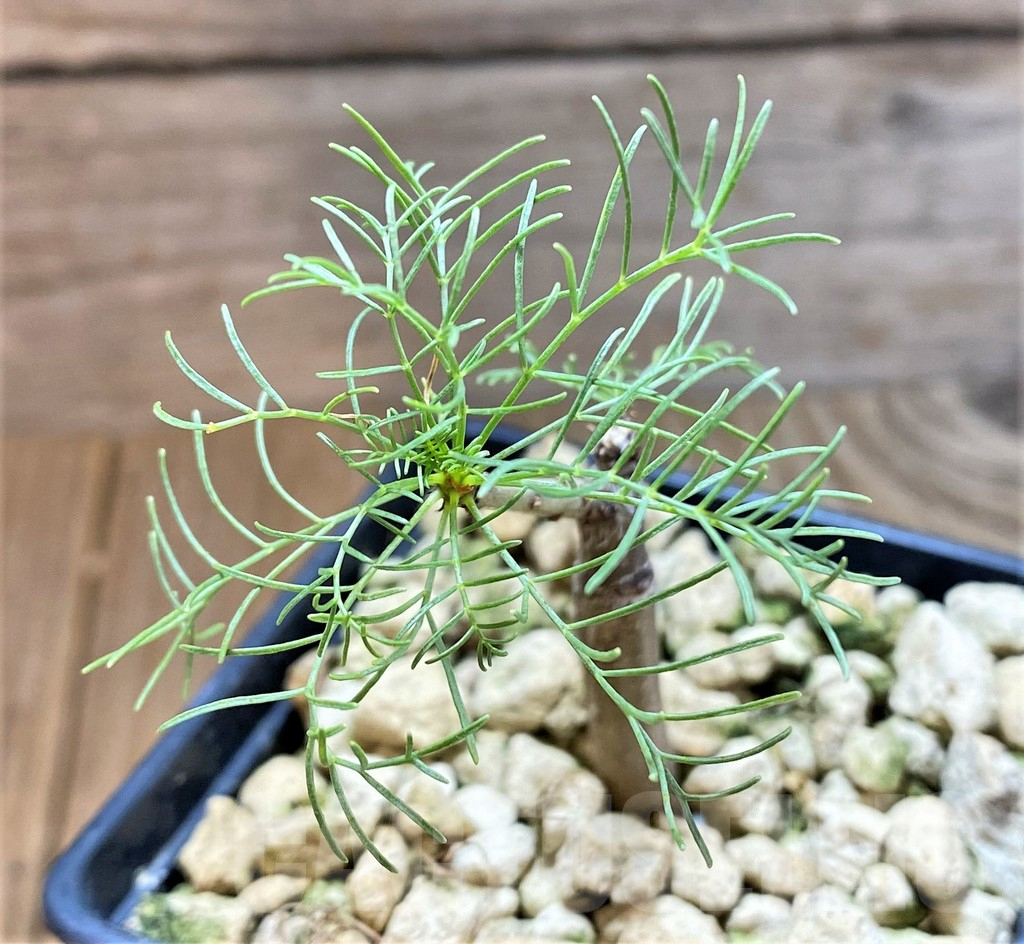 SHPR36811 Commiphora kraeuseliana