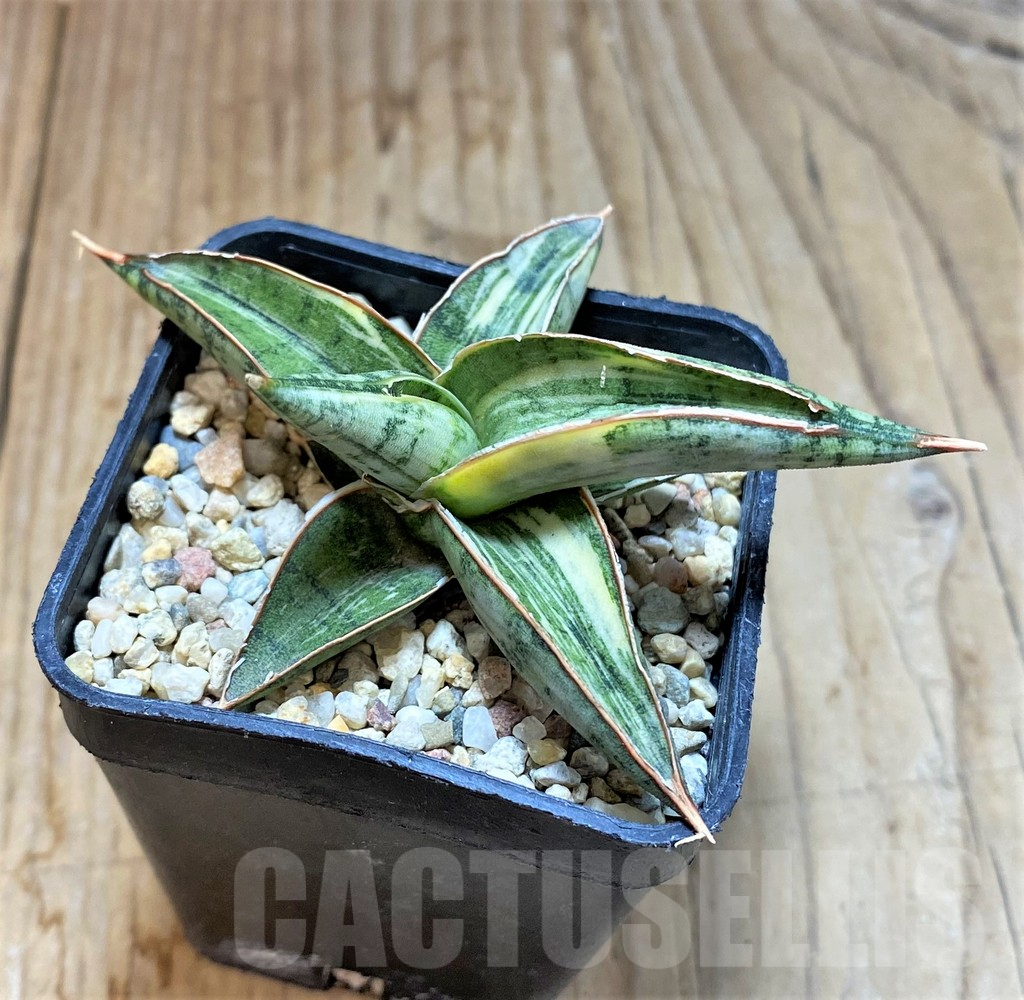 SHPR36812 Sansevieria Lav 1970 white - Image 2