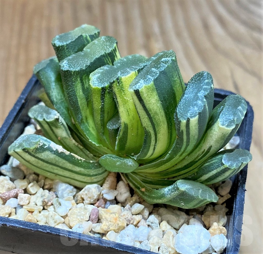SHPR36813 Haworthia truncata f. variegata