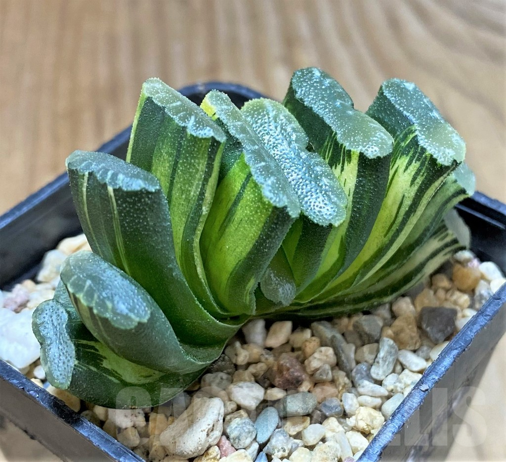 SHPR36813 Haworthia truncata f. variegata - Image 2