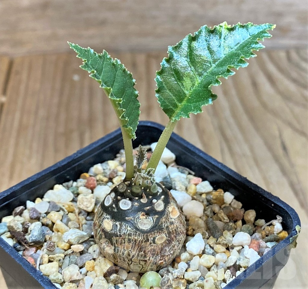 SHPR36821 Dorstenia horwoodii ex variegata – Image 2