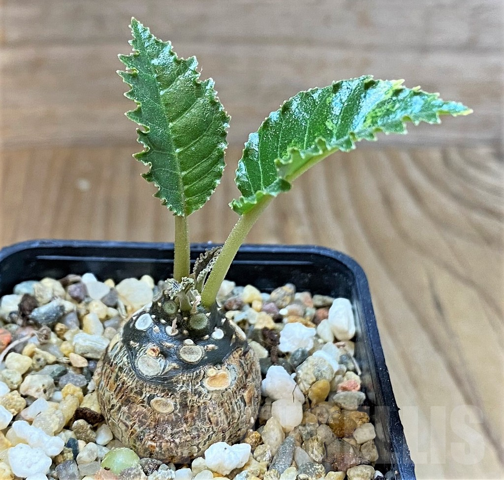 SHPR36821 Dorstenia horwoodii ex variegata