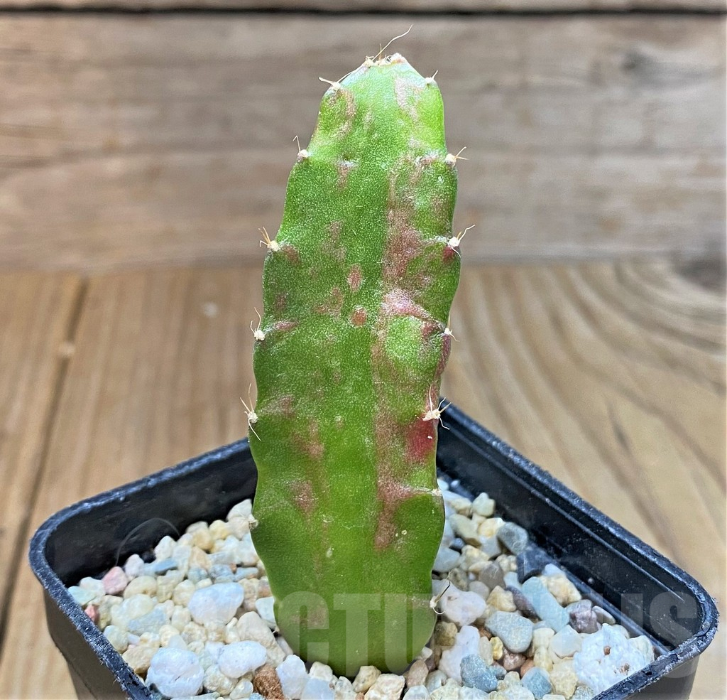 SHPR36822 Hylocalycium ‘Chimera variegata’