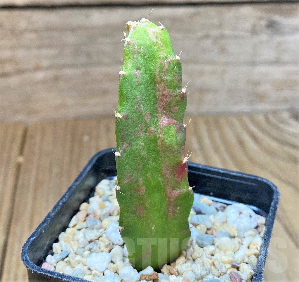 SHPR36822 Hylocalycium ‘Chimera variegata’ - immagine 2