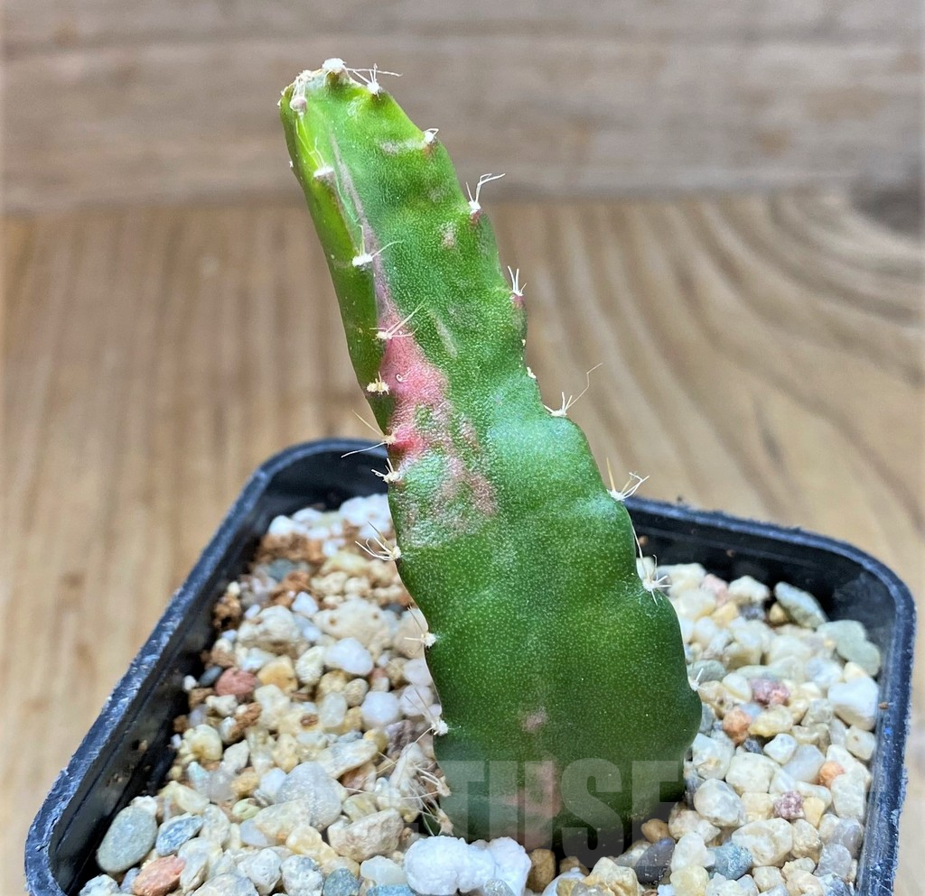 SHPR36823 Hylocalycium ‘Chimera variegata’ - immagine 2