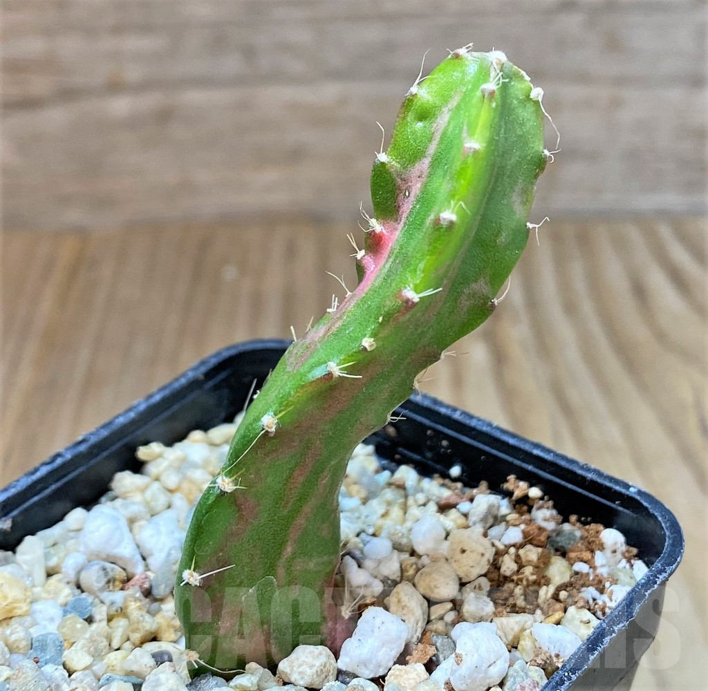 SHPR36823 Hylocalycium ‘Chimera variegata’