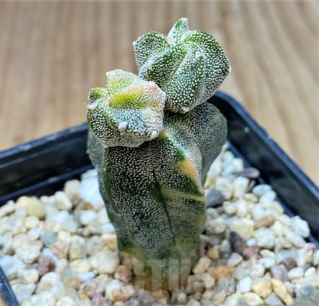 SHPR36824 Astrophytum myriostigma f. variegata