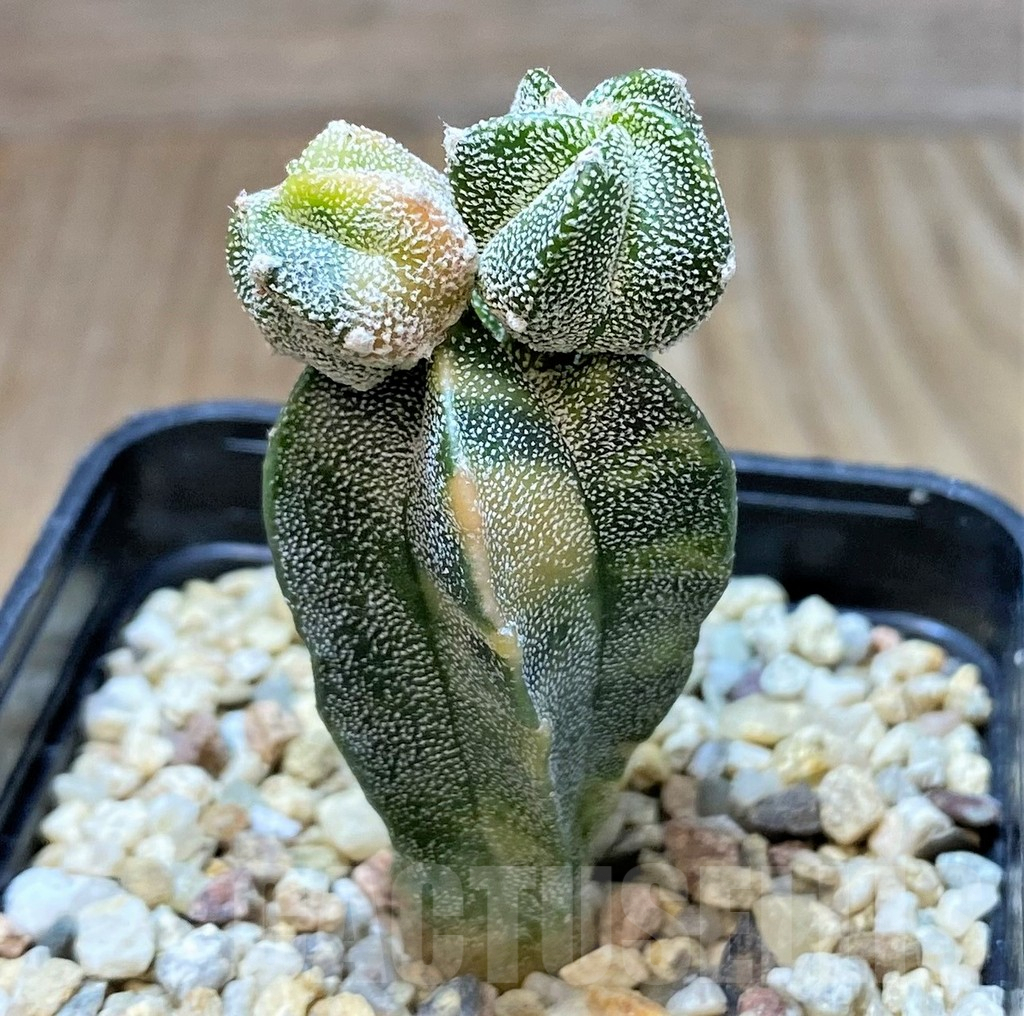 SHPR36824 Astrophytum myriostigma f. variegata - Image 2