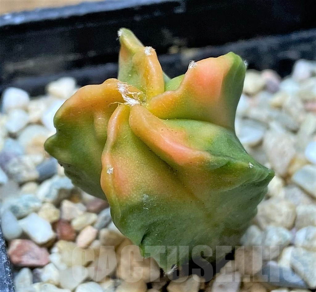 SHPR36825 Astrophytum myriostigma f. variegata