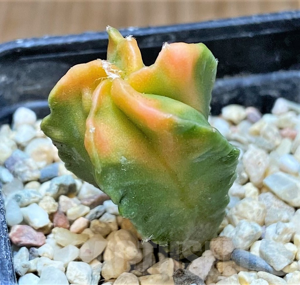 SHPR36825 Astrophytum myriostigma f. variegata - Image 2