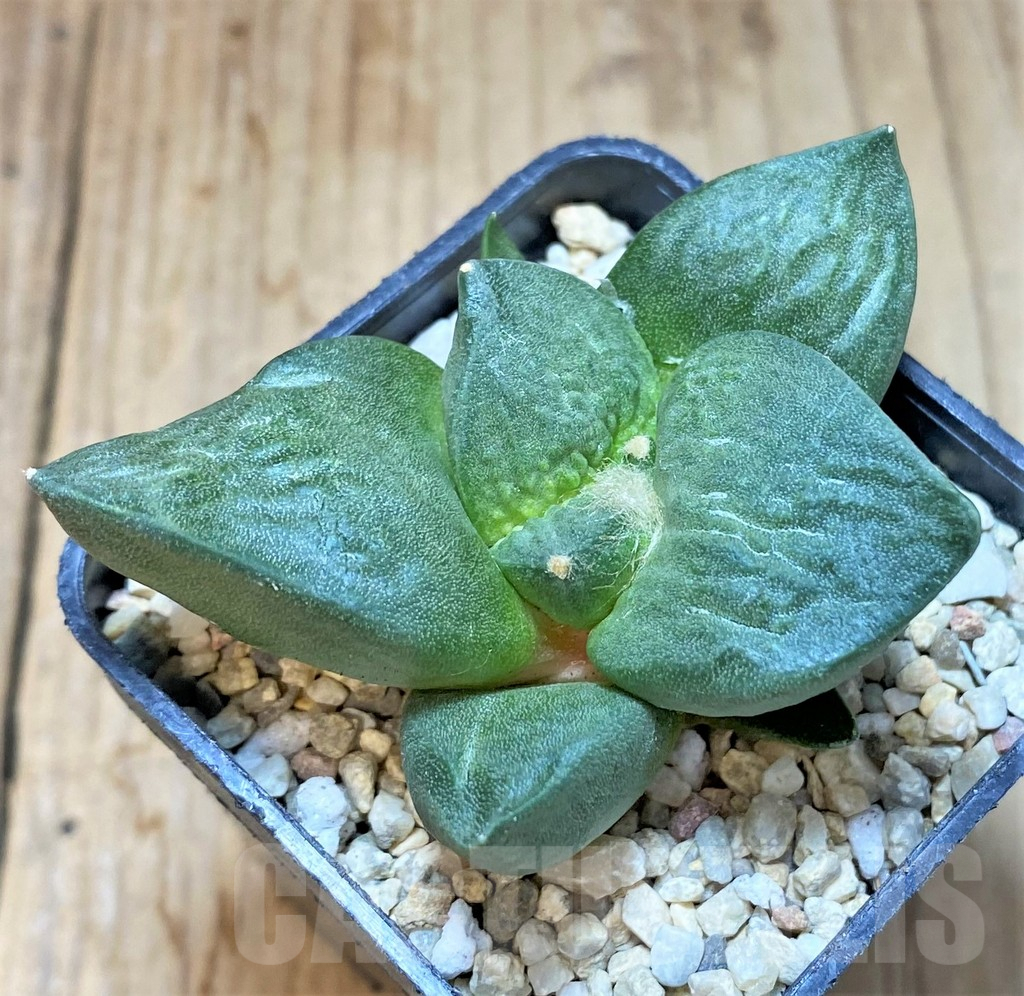 SHPR36826 Ariocarpus retusus ‘Cauliflower’ hybrid own roots, seedling - Image 2