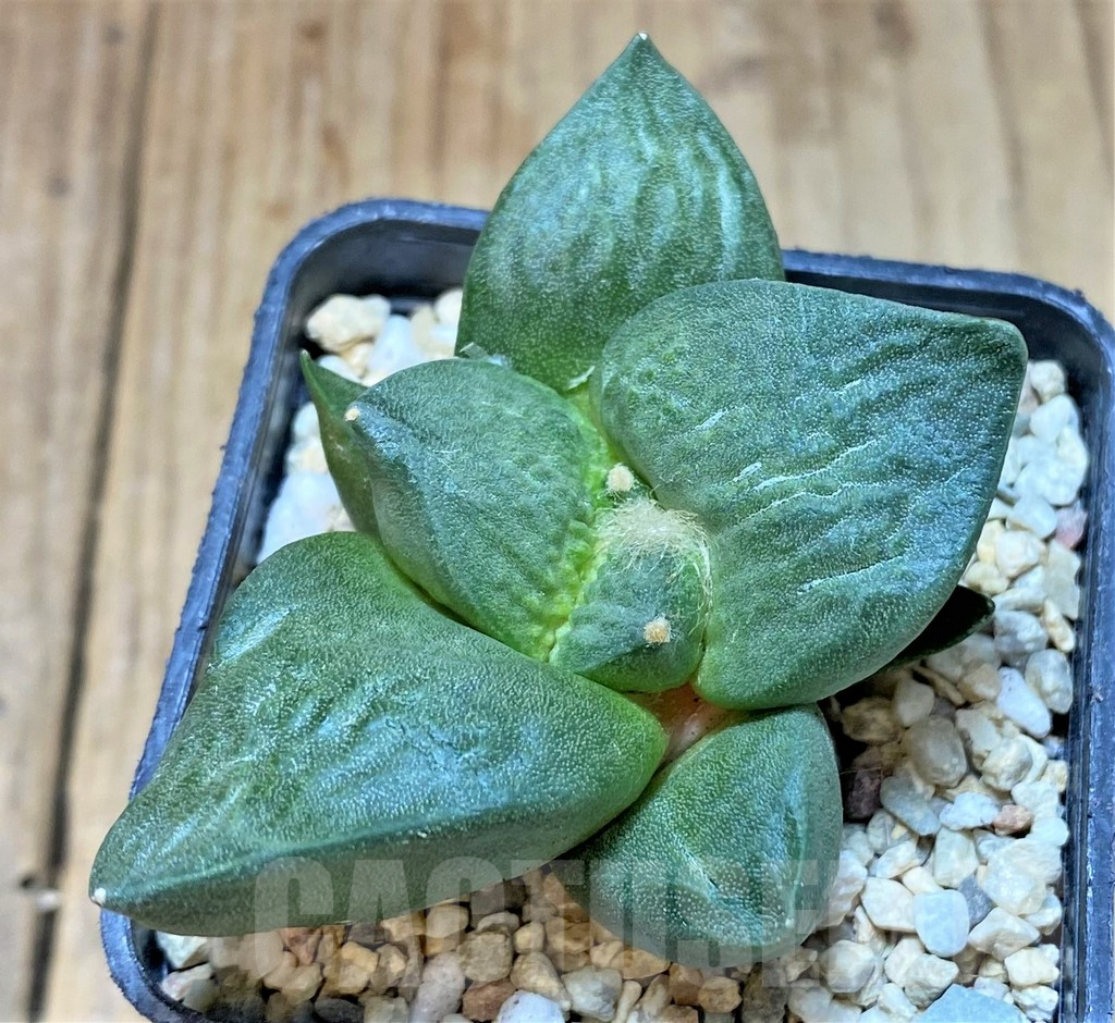 SHPR36826 Ariocarpus retusus ‘Cauliflower’ hybrid own roots, seedling - Image 3