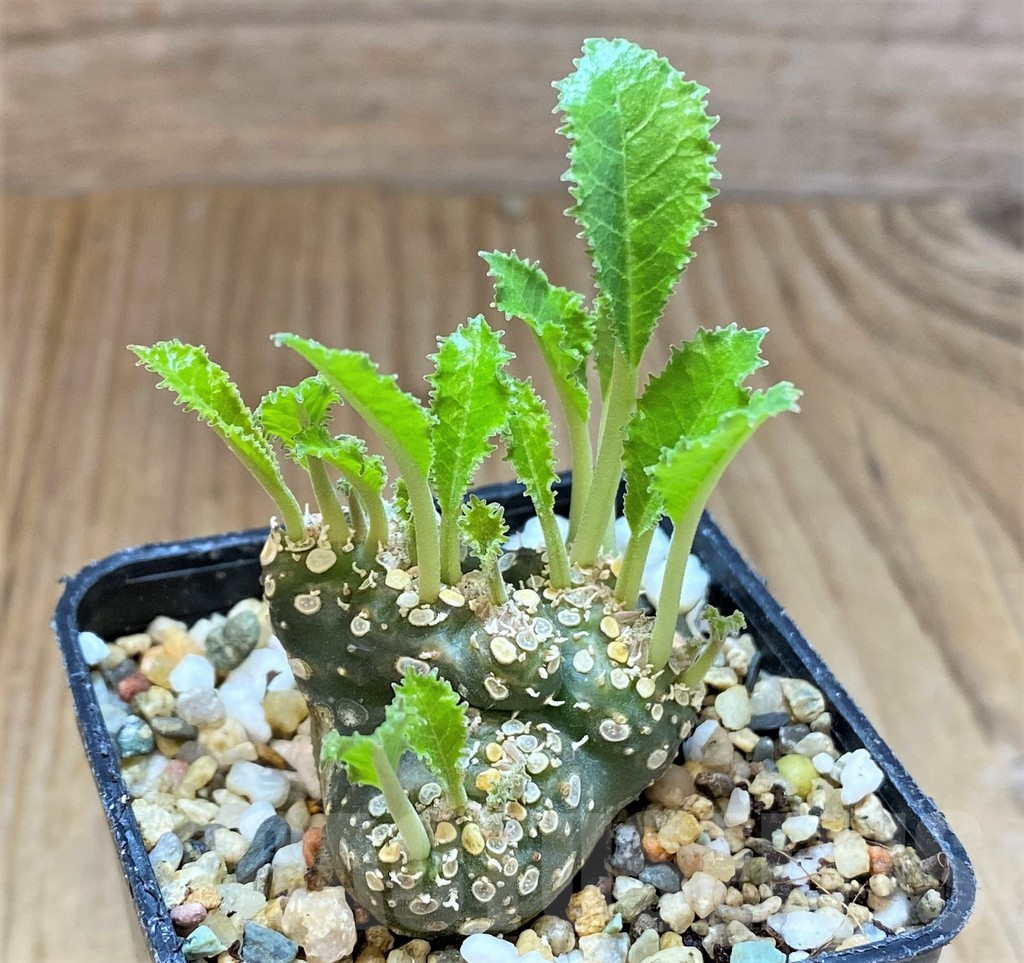 SHPR36968 Dorstenia foetida f. cristata