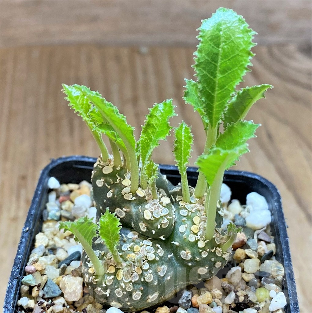 SHPR36968 Dorstenia foetida f. cristata – Bild 2