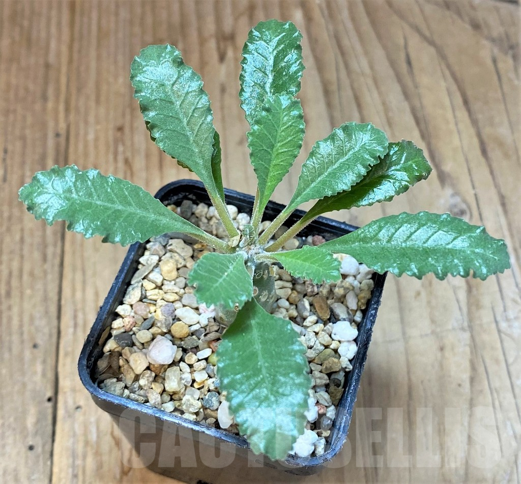 SHPR36969 Dorstenia lavrani – Bild 2