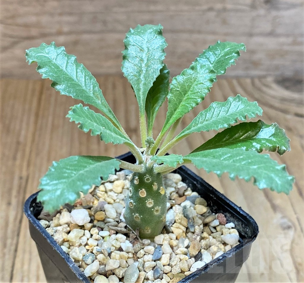 SHPR36969 Dorstenia lavrani