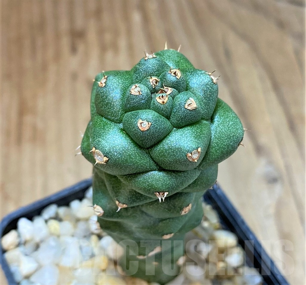 SHPR36970 Monadenium richii