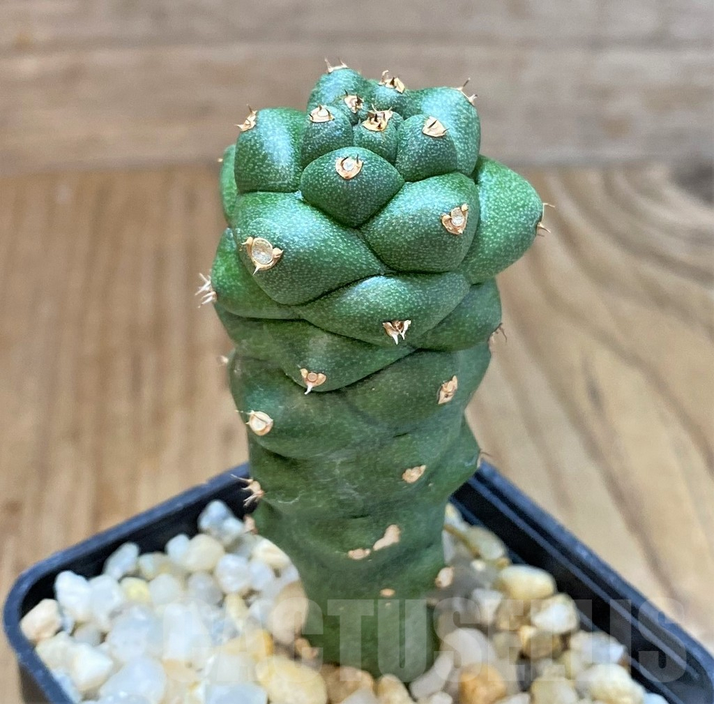 SHPR36970 Monadenium richii – Bild 2