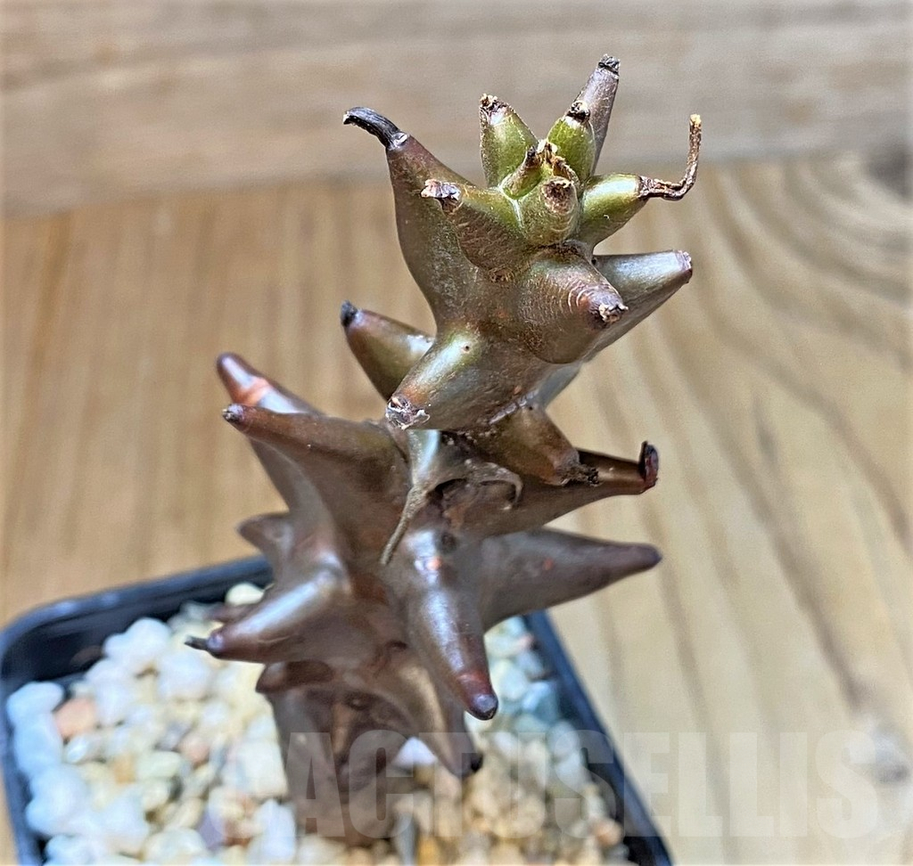 SHPR36971 Beiselia mexicana