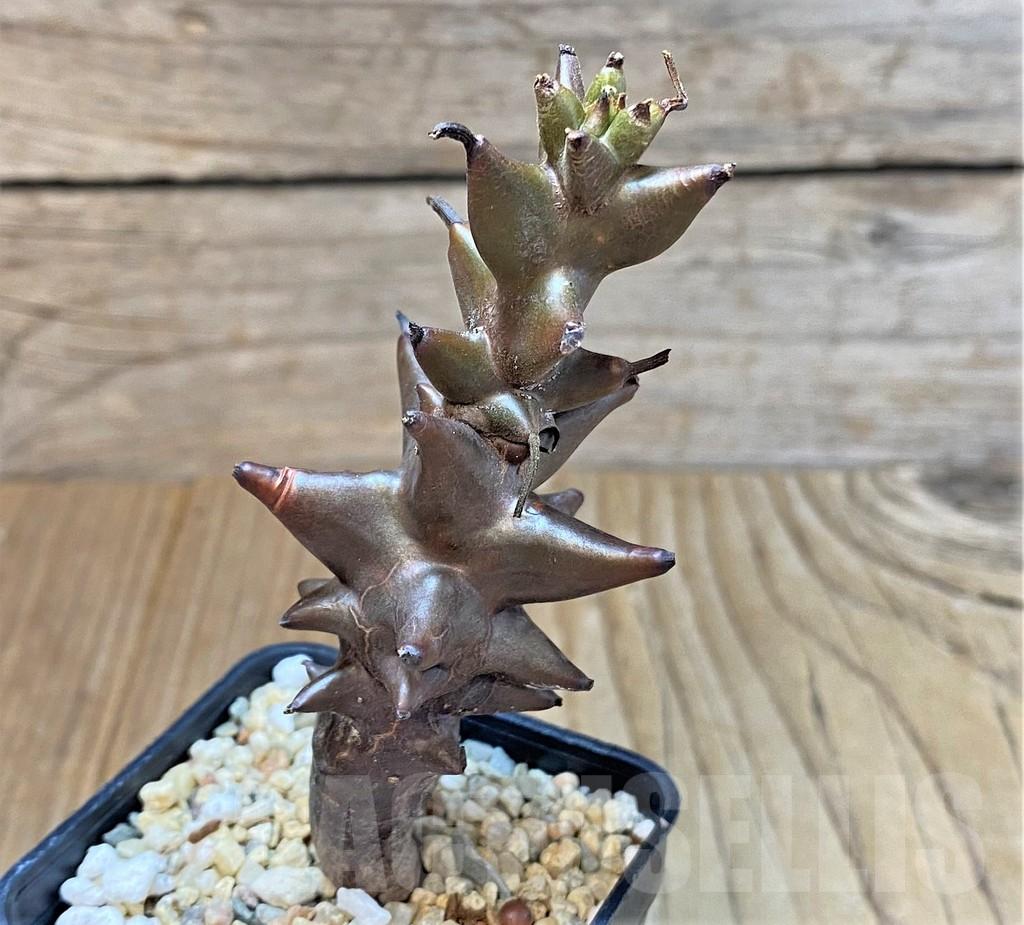 SHPR36971 Beiselia mexicana – Image 2