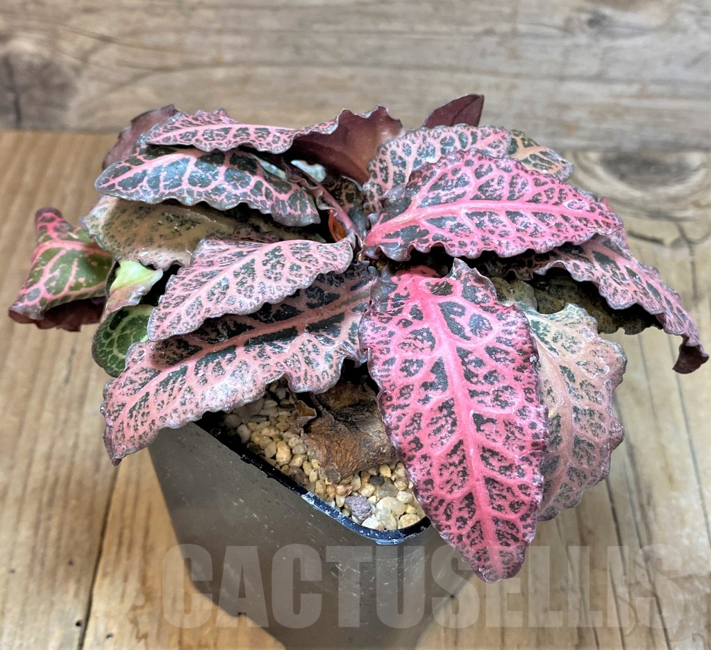 SHPR369672 Euphorbia francoisii hybrid - Image 2