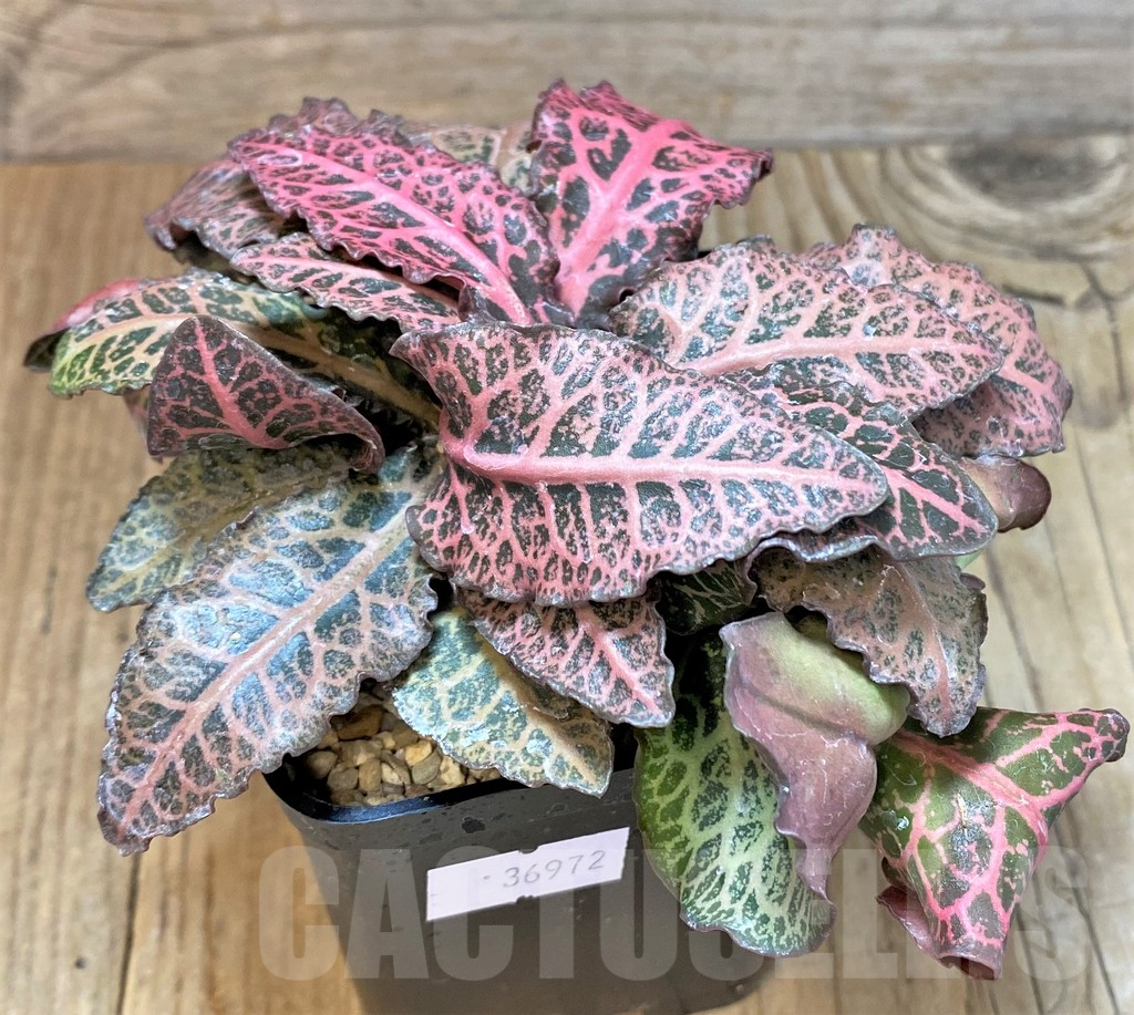 SHPR369672 Euphorbia francoisii hybrid