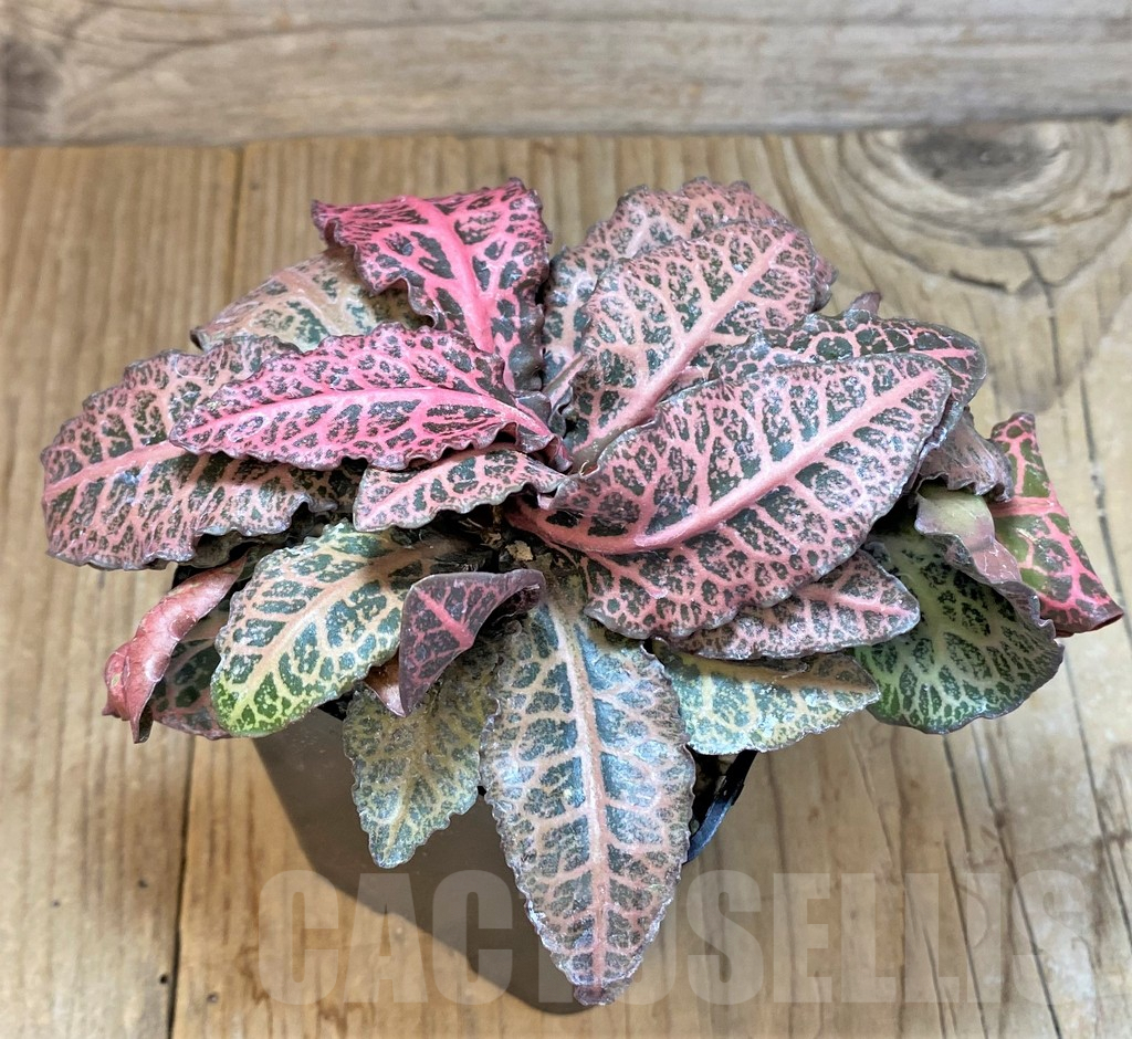 SHPR369672 Euphorbia francoisii hybrid - Image 3