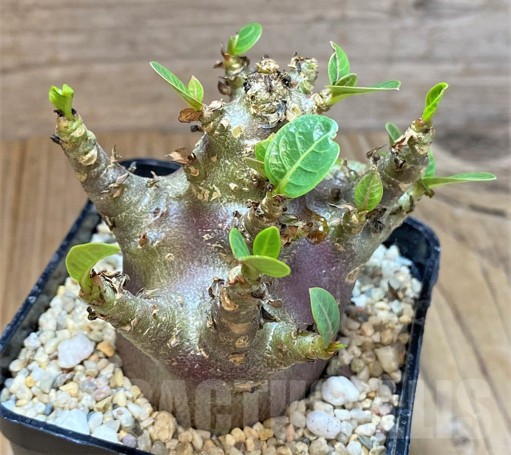 SHPR369673 Adenium arabicum ‘Black form’