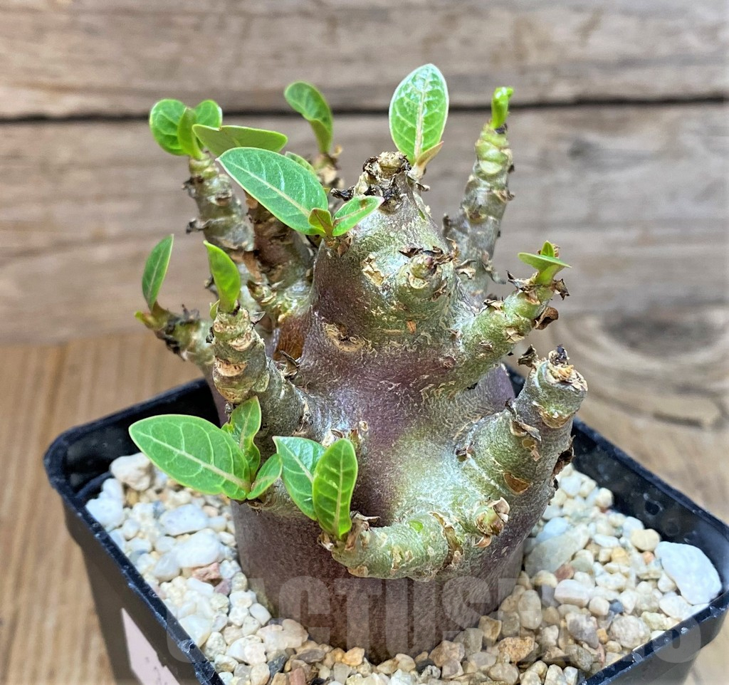 SHPR369673 Adenium arabicum ‘Black form’ - Зображення 2