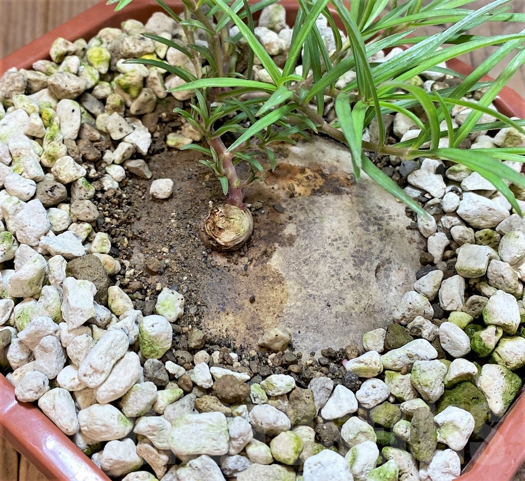 SHPR369674 Brachystelma plocamoides ES22872 - Зображення 2