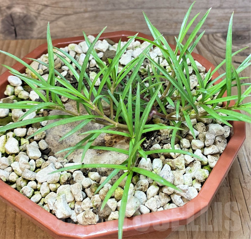 SHPR369674 Brachystelma plocamoides ES22872