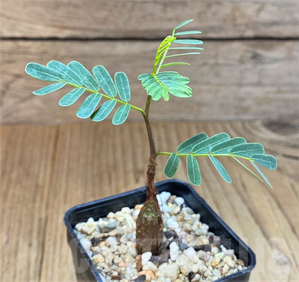 SHPR369675 Senna meridionalis