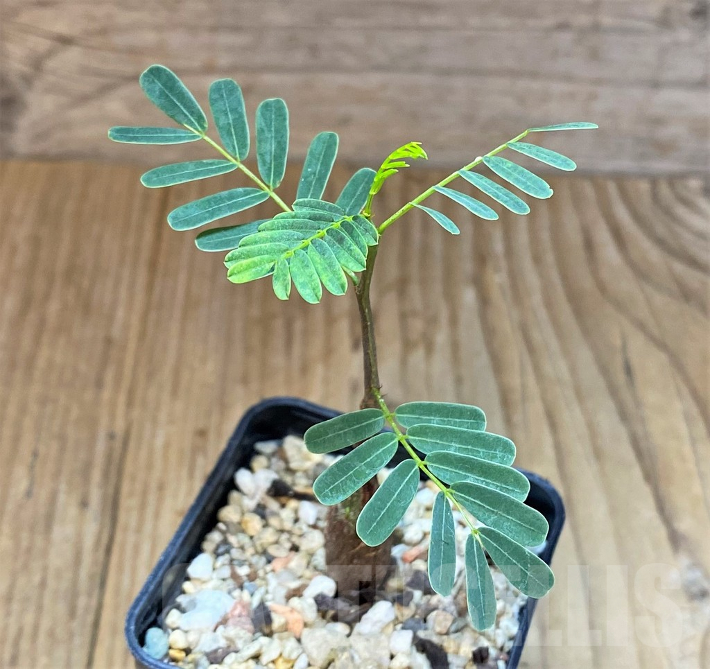 SHPR369675 Senna meridionalis - Зображення 2