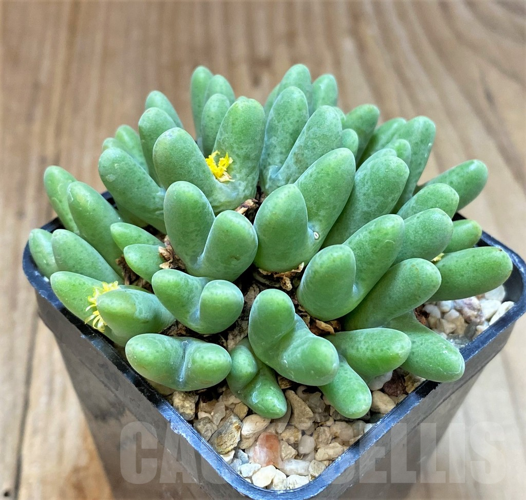 SHPR36976 Conophytum quaesitum COP288-1 x Conophytum rostratum EVJ8841 - Image 2
