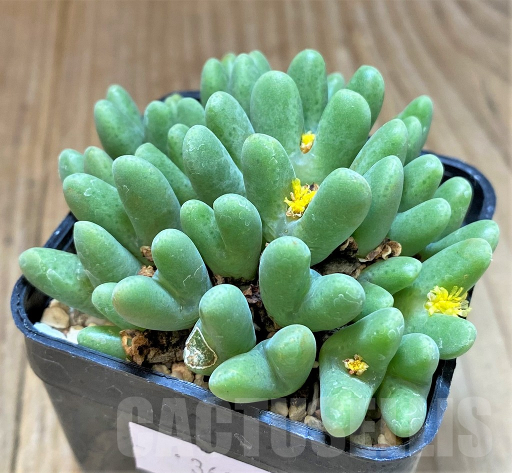 SHPR36976 Conophytum quaesitum COP288-1 x Conophytum rostratum EVJ8841