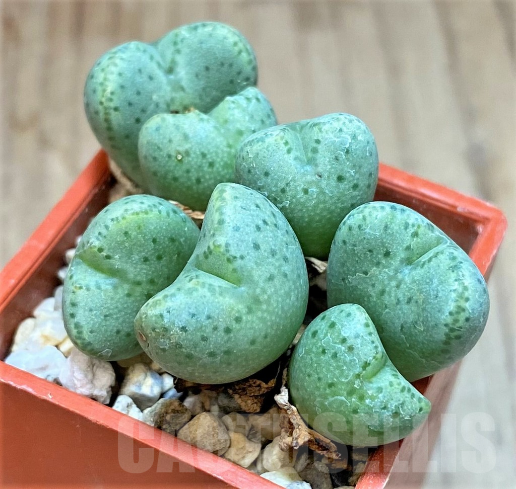 SHPR36978 Conophytum ernianum
