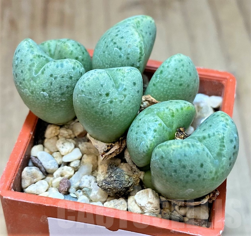 SHPR36978 Conophytum ernianum - Image 2