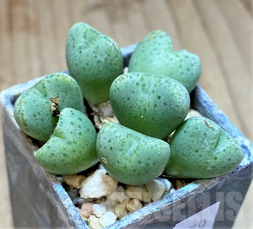 SHPR36979 Conophytum ernianum - Image 2