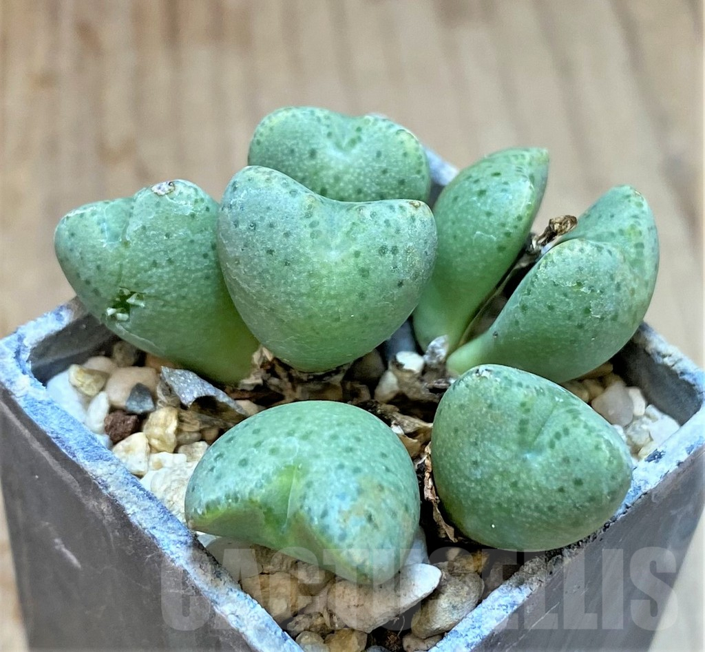 SHPR36979 Conophytum ernianum