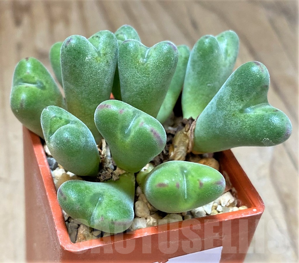 SHPR36980 Conophytum chauviniae MBB 2792