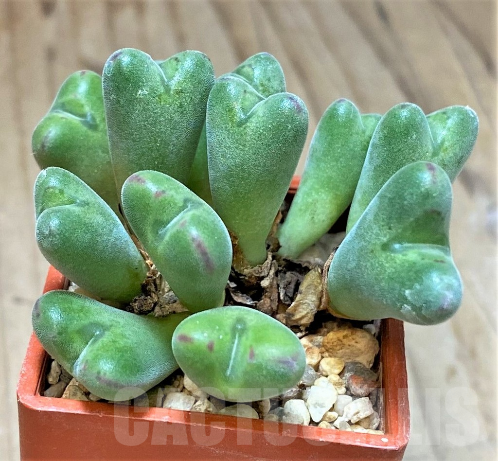 SHPR36980 Conophytum chauviniae MBB 2792 - immagine 2