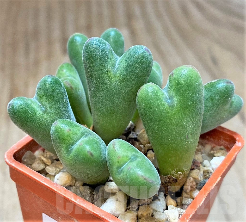 SHPR369681 Conophytum chauviniae MBB 2792