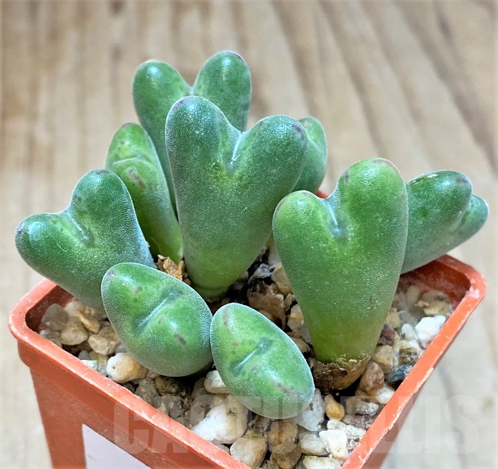 SHPR369681 Conophytum chauviniae MBB 2792 - immagine 2