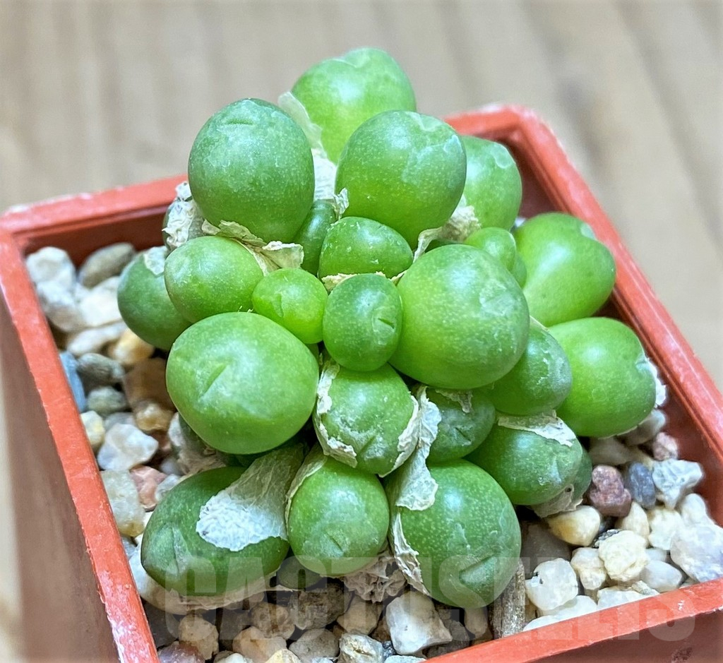 SHPR36982 Conophytum saxetanum H4706 - 画像 (2)