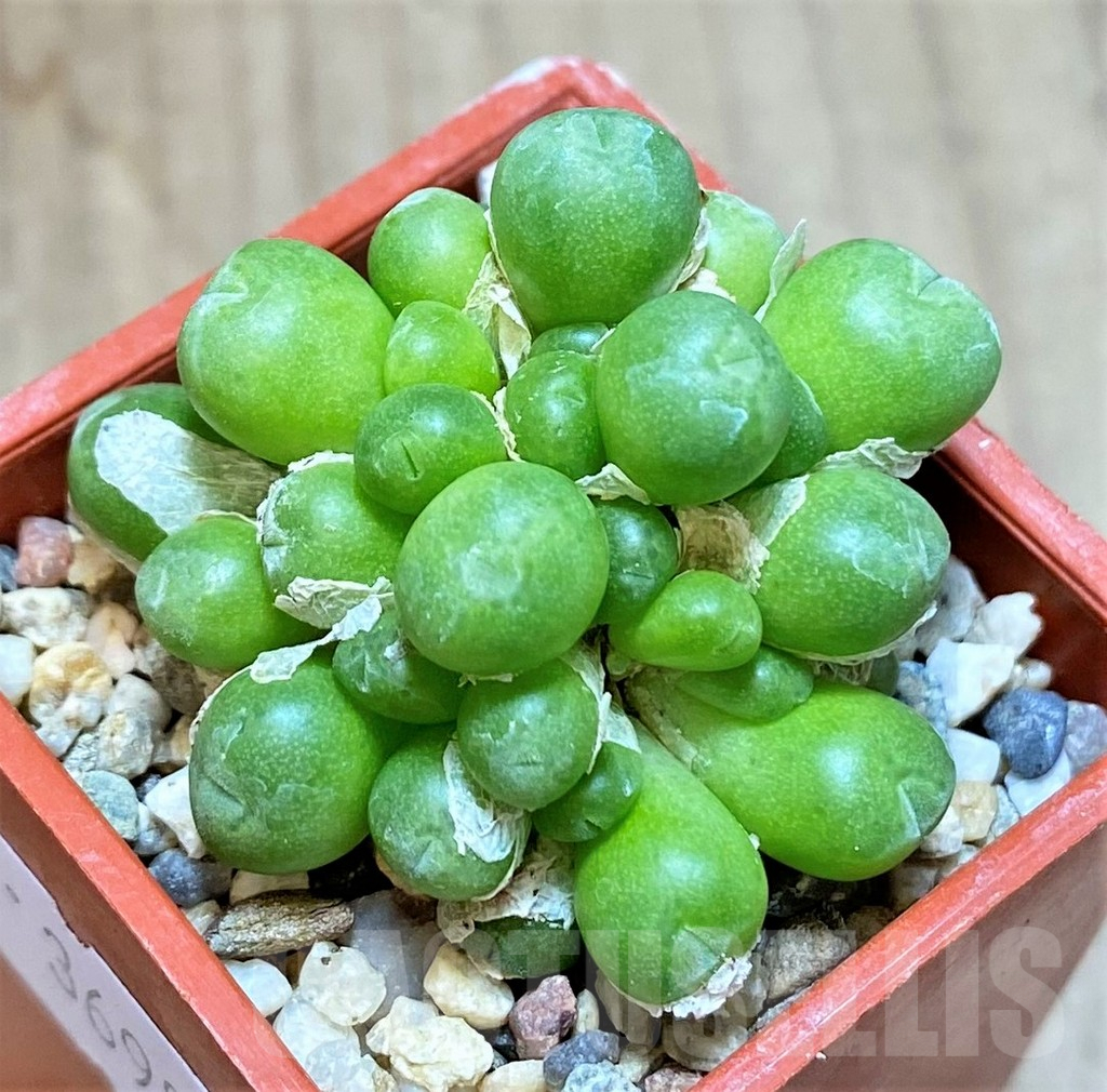 SHPR36982 Conophytum saxetanum H4706