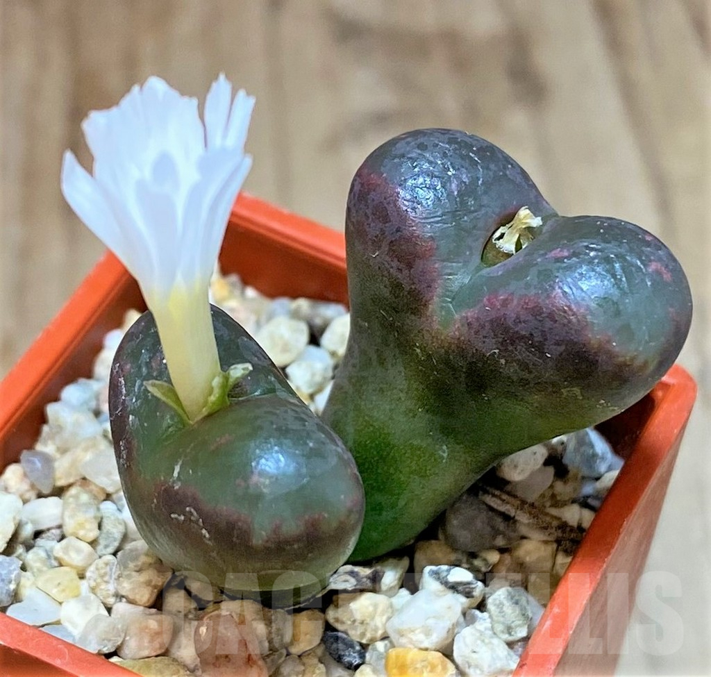 SHPR36984 Conophytum pellucidum v. pardicolor