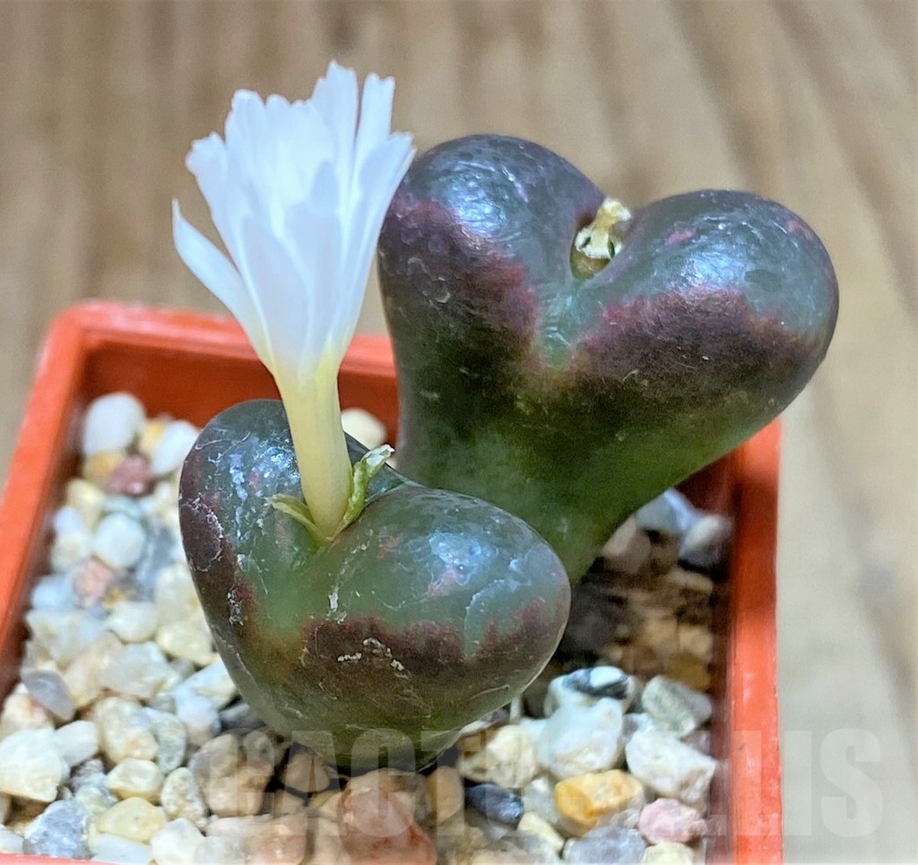 SHPR36984 Conophytum pellucidum v. pardicolor - 画像 (2)