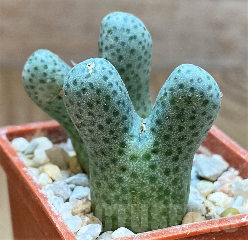 SHPR36986 Conophytum haramoepense ARM9550
