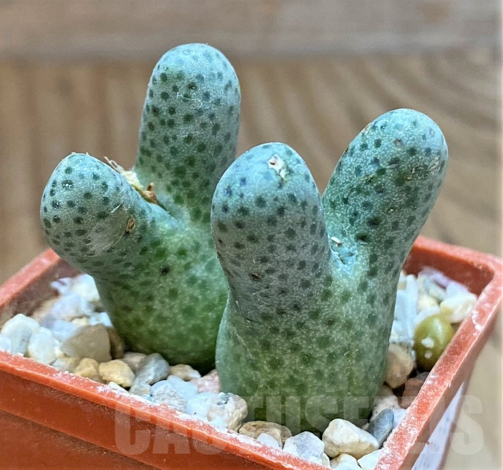 SHPR36986 Conophytum haramoepense ARM9550 - 画像 (2)